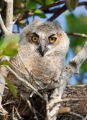 chick;chicks;Great-Horned-Owl;Bubo-virginianus;Nesting-Bird;aerie;hang;hanging;h